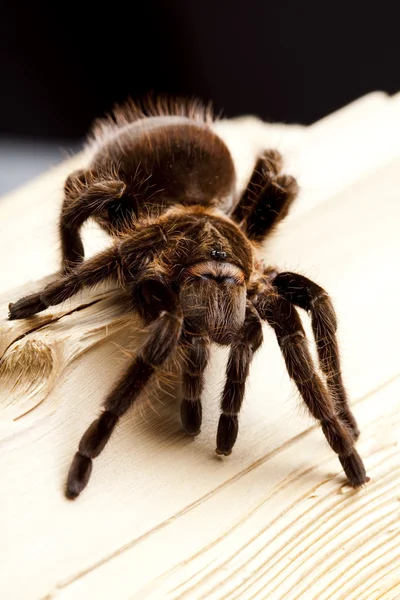 Zblízka spider — Stock fotografie