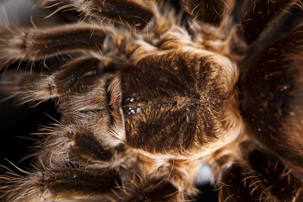 Крупним планом павук — стокове фото