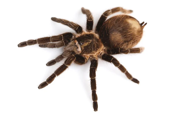 Bliska pająk — Zdjęcie stockowe
