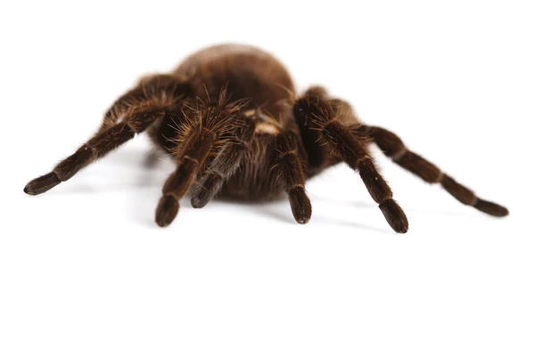 거미가 가까이 — 스톡 사진