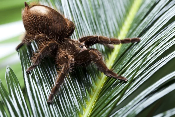 Araña asustadiza en la hoja — Foto de Stock