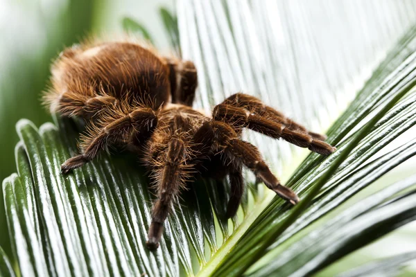 Gruselige Spinne auf Blatt — Stockfoto
