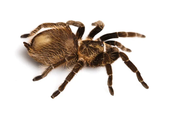 Bliska pająk — Zdjęcie stockowe