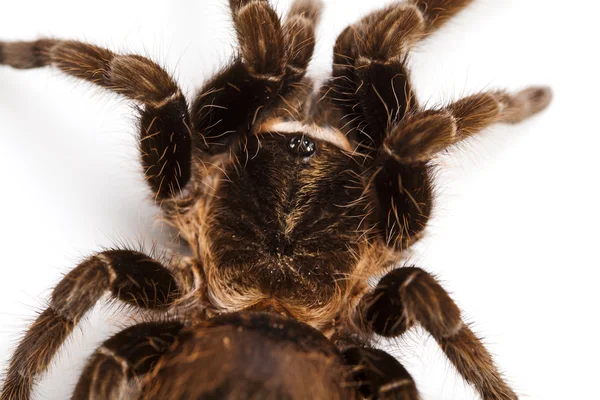 Людина-павук Закри — стокове фото