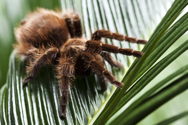 Страшный паук — стоковое фото