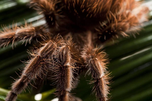 Spider close-up — Stock Photo, Image