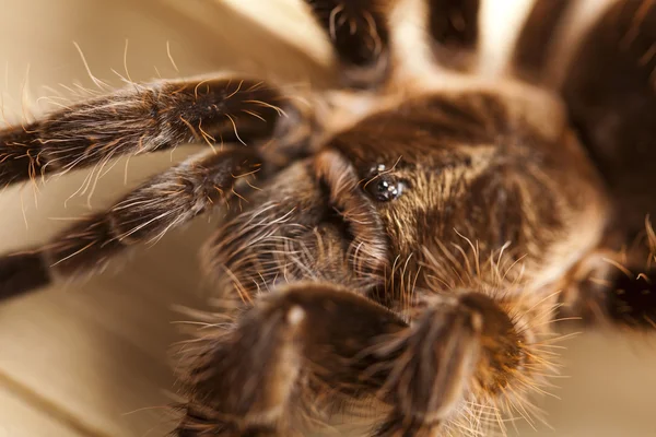 Close-up αράχνη — Φωτογραφία Αρχείου