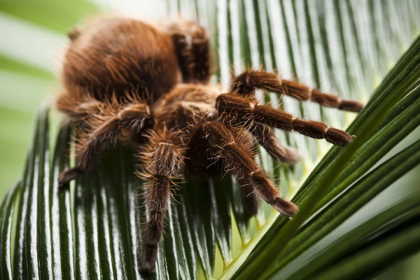 Araignée effrayante — Photo