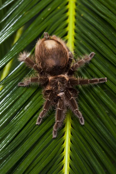 Большой тарантул — стоковое фото