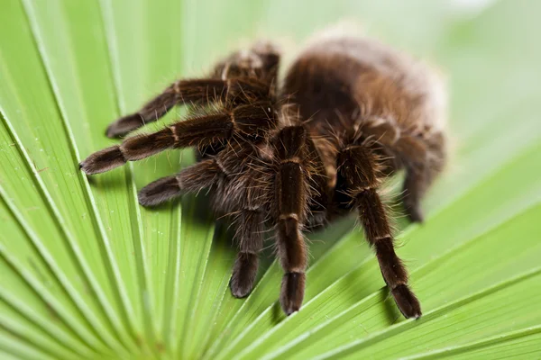 Děsivý pavouk na list — Stock fotografie