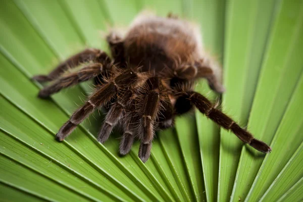 Yaprak üzerinde korkunç örümcek — Stok fotoğraf