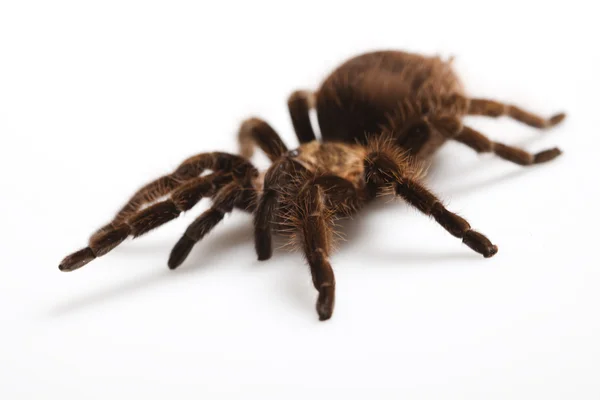 큰 독 거미 — 스톡 사진