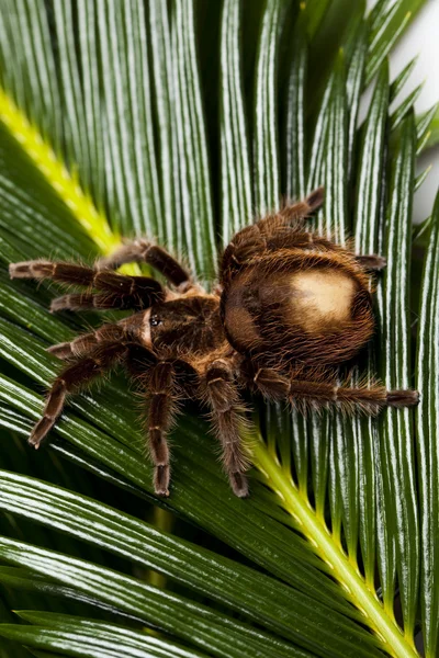 Страшный паук на листе — стоковое фото