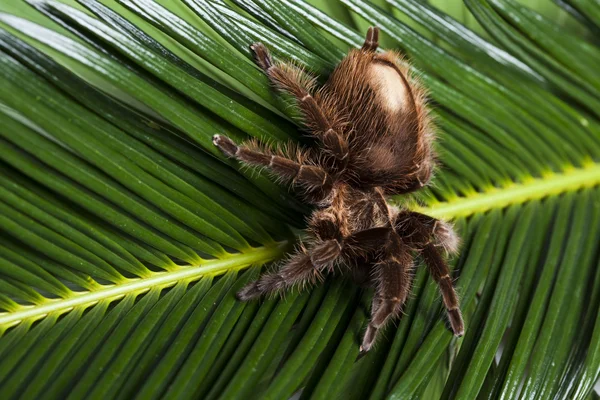 Страшный паук на листе — стоковое фото