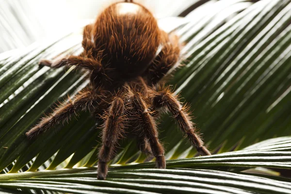 Děsivý pavouk na list — Stock fotografie