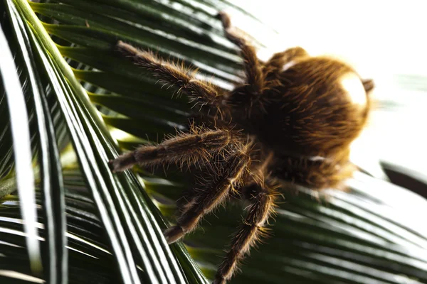 Большой тарантул — стоковое фото