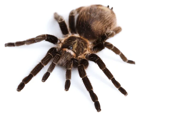 Beyaz arkaplanda örümcek — Stok fotoğraf