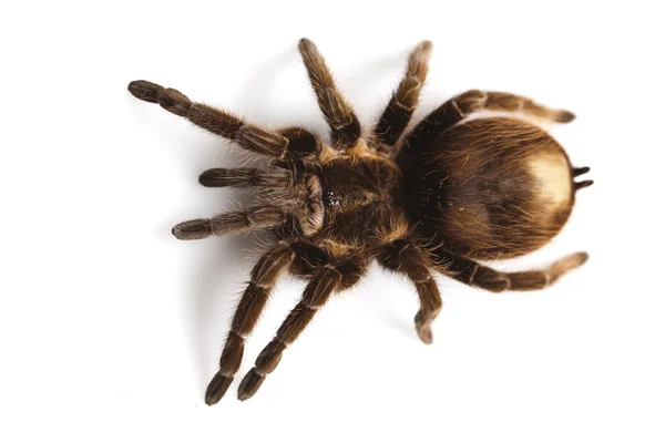 Людина-павук Закри — стокове фото