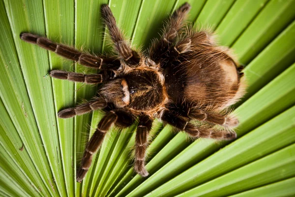 Spinnen in Großaufnahme — Stockfoto