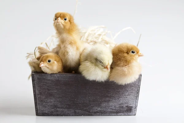 Baby chick — Stock Photo, Image
