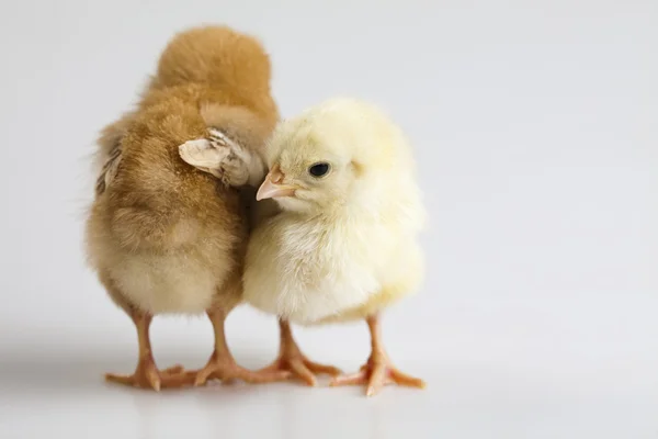 Baby chick — Stock Photo, Image
