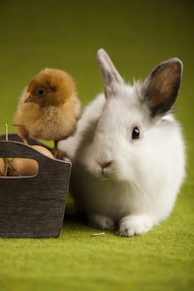 Conejo en el polluelo, Pascua animal — Foto de Stock