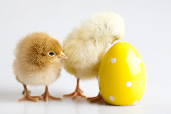 Cute little chick — Stock Photo, Image