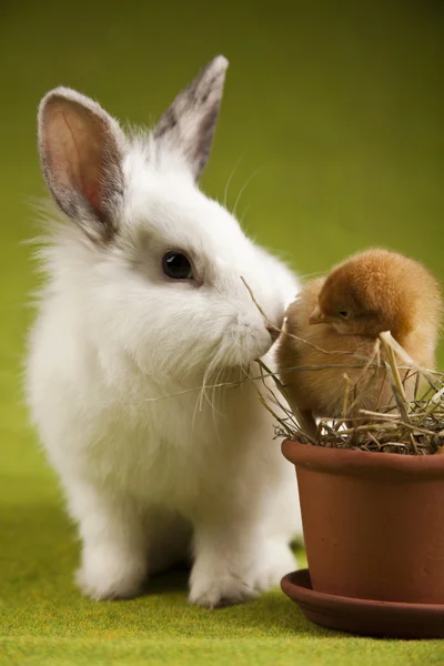 Chick, hayvan tavşan Paskalya — Stok fotoğraf