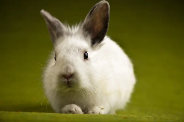 Küçük tavşan, Paskalya — Stok fotoğraf