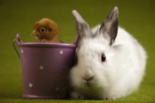 Kaninchen auf Küken, Tier Ostern — Stockfoto