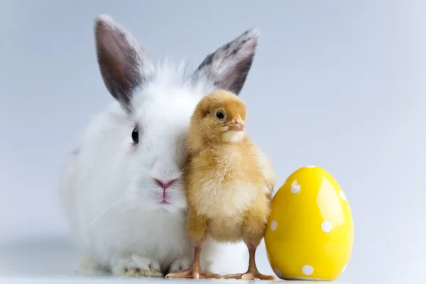 Konijn op chick, dierlijke Pasen — Stockfoto