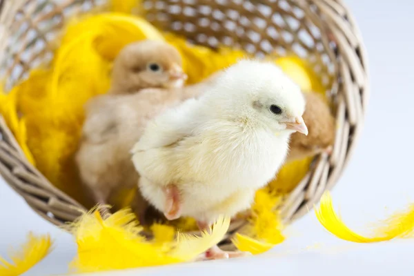 Cute little chick — Stock Photo, Image