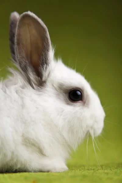 Liten kanin, påsk — Stockfoto