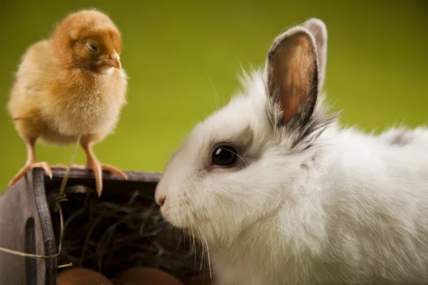 Rabbit on chick, Animal easter — Stock Photo, Image
