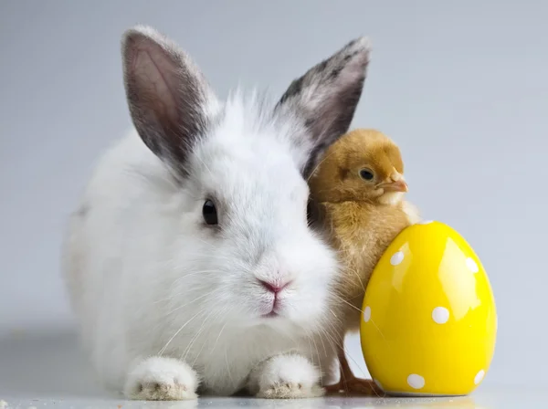 Coniglio su pulcino, Pasqua animale — Foto Stock