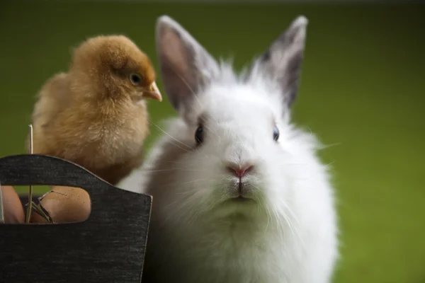 Gelukkig Pasen dier, kuiken en bunny — Stockfoto