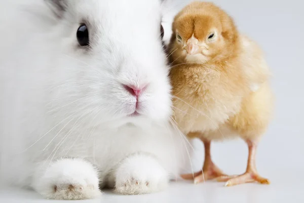 Boldog húsvéti állat, csaj és nyuszi — Stock Fotó