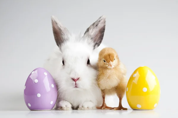 复活节快乐动物，鸡和兔子 — 图库照片