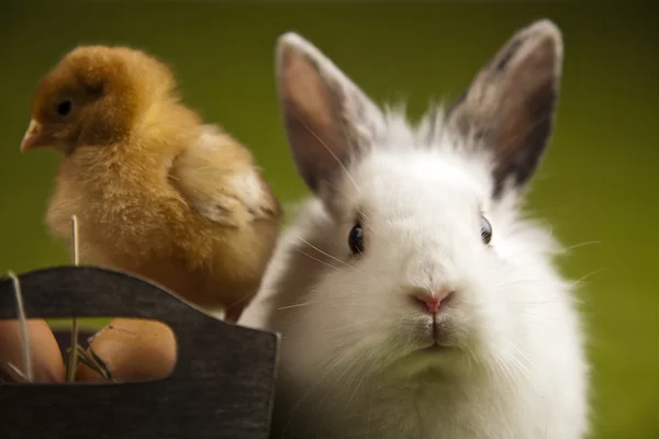 Szczęśliwy zwierząt, laska i bunny Wielkanoc — Zdjęcie stockowe