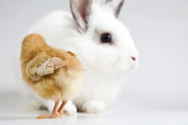 复活节快乐动物，鸡和兔子 — 图库照片
