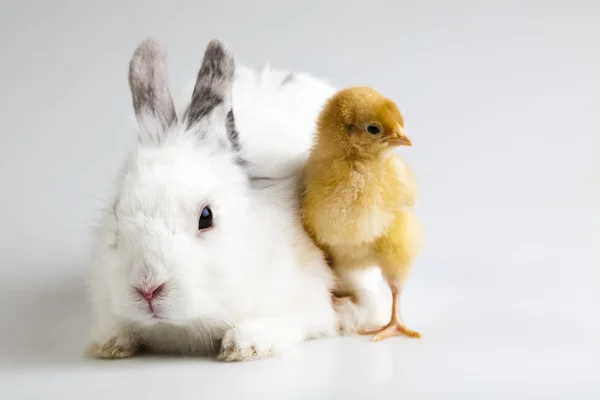 Joyeux Pâques animal, poussin et lapin — Photo