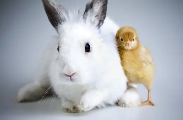 Щасливі Великдень тварин, курча і кролик — стокове фото