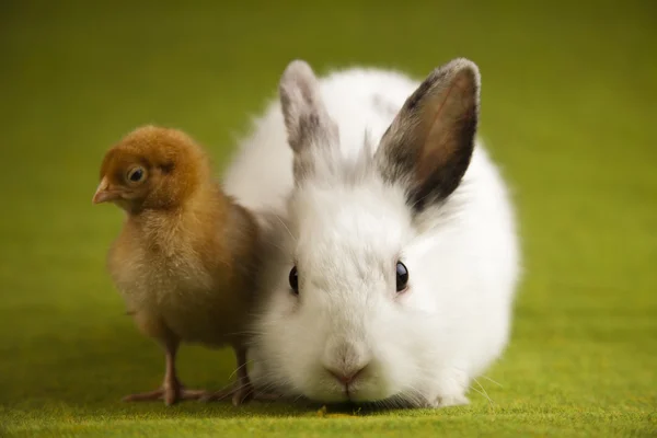 Feliz Pascua Animales, Pollito y Conejo —  Fotos de Stock