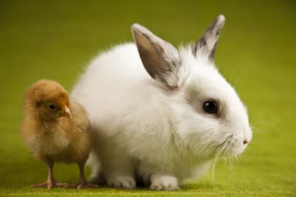 Feliz Páscoa Animais, Pintainhos e coelhinhos — Fotografia de Stock