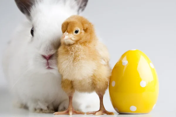 Feliz Pascua, Chick in bunny — Foto de Stock