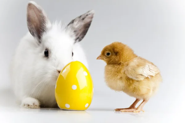 Joyeuses Pâques, poussin en lapin — Photo