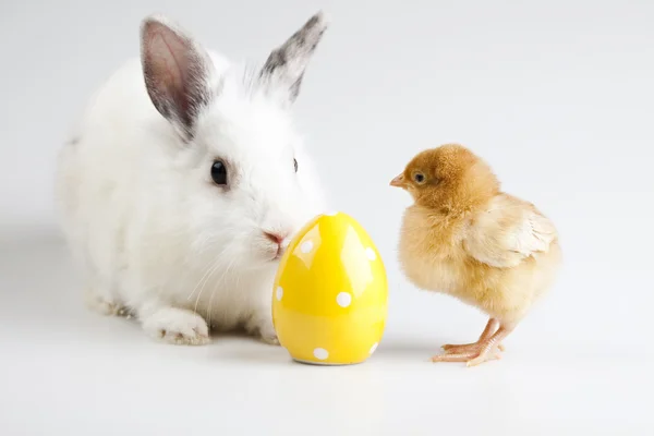 Feliz Páscoa, Chick in bunny — Fotografia de Stock