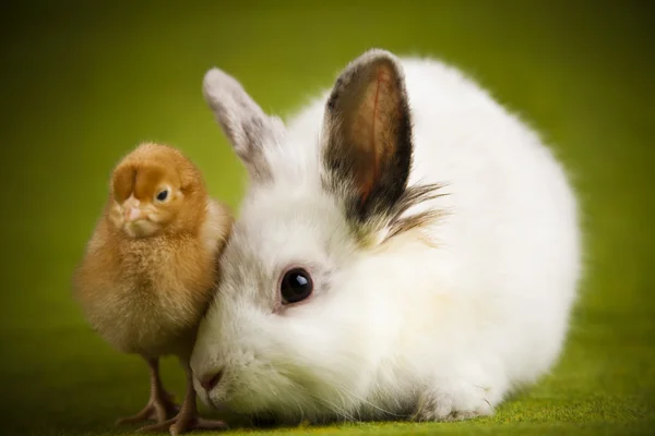 Frohe Ostern, Küken im Hasen — Stockfoto