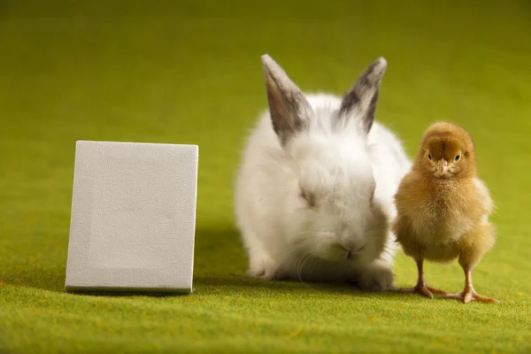 Buona Pasqua, pollastrella nel coniglio — Foto Stock