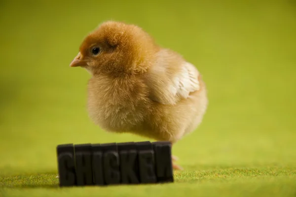 Easter animal, Chick — Stock Photo, Image